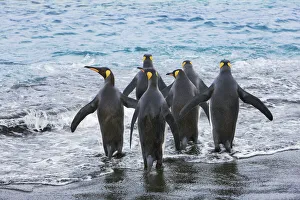 Water Bird Prints: King penguin group going into sea - South Georgia, Gold Harbour