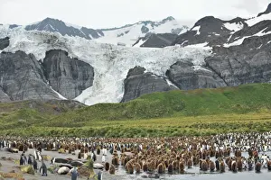 Water Bird Prints: King penguin rookery Gold Harbour with elephant seals - South Georgia, Gold Harbour