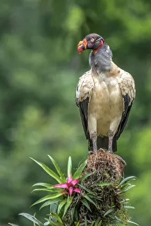 Vultures Prints: King Vulture (Sarcoramphus papa), Boca Tapada, Costa Rica