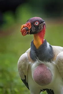 Vultures Prints: King Vulture (Sarcoramphus papa), Boca Tapada, Costa Rica