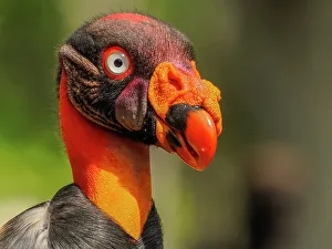 Head Prints: King Vulture (Sarcoramphus papa), Boca Tapada, Costa Rica