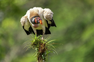Raptor Prints: King Vulture (Sarcoramphus papa)