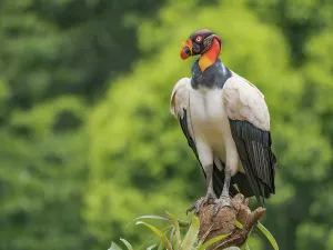 Rainforests Prints: King Vulture (Sarcoramphus papa), Boca Tapada, Alajuela Province, Costa Rica
