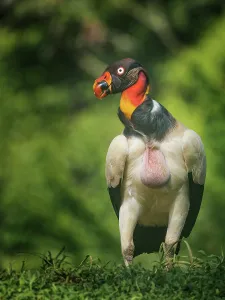 Rainforests Prints: King Vulture (Sarcoramphus papa), Boca Tapada, Alajuela Province, Costa Rica
