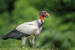 Vultures Prints: King Vulture (Sarcoramphus papa) Costa Rica