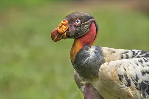 Vultures Prints: King Vulture (Sarcoramphus papa) Costa Rica