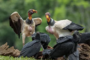 Rainforests Prints: King Vulture (Sarcoramphus papa) Costa Rica