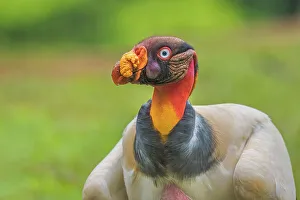 Neotropics Prints: King Vulture (Sarcoramphus papa) Costa Rica
