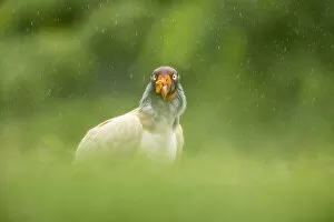 King Vulture (Sarcoramphus papa) in the rain, Lowland rainforest, Boca Tapada, Costa Rica