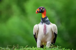 Vultures Prints: King vulture (Sarcoramphus papa) Vulture, Costa Rica