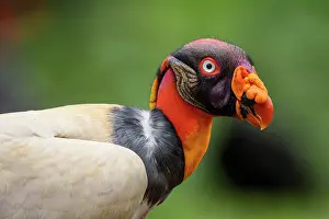 Flying Prints: King vulture (Sarcoramphus papa) Vulture, Costa Rica