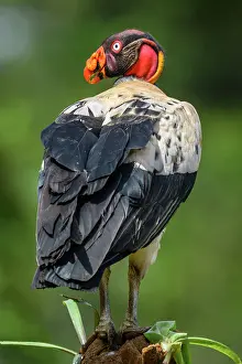 Flying Prints: King vulture (Sarcoramphus papa) Vulture, Costa Rica