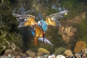 Bird Gallery: kingfisher hunting a fish underwater