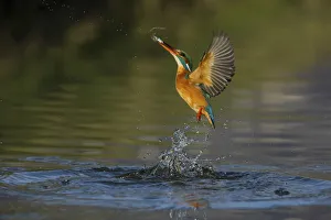kingfisher jumping out of the water with the catch