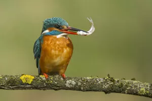 kingfisher on the perch with fish in its beak