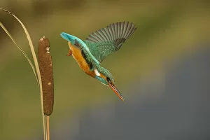 kingfisher takes off for hunting