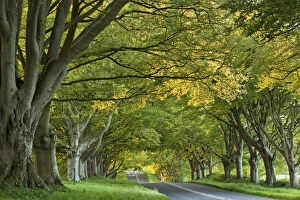 Images Dated 6th January 2015: Kingston Lacy Beech Avenue on the road near Badbury Rings, Dorset, England. Spring (May)