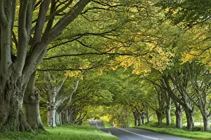 Kingston Lacy Beech Avenue on the road near Badbury Rings, Dorset, England. Spring (May)