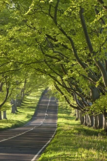 Images Dated 22nd January 2015: Kingston Lacy Beech lined avenue with road near Badbury Rings, Dorset, England. Spring