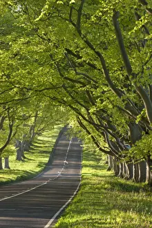 Straight Prints: Kingston Lacy Beech lined avenue with road near Badbury Rings, Dorset, England. Spring