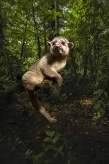 Nocturnal Prints: Kinkajou (Potos flavus) in primary rainforest (rehab animal about to be released)