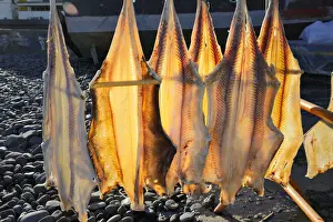 Kitefin shark (Dalatias licha) drying at the fishing harbour of Camara de Lobos. Madeira