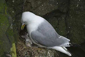 Cute Gallery: A kittiwakes with chicks on a cliff in Mykines. Faroe Islands