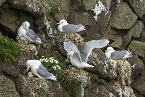Images Dated 17th January 2022: Several kittiwakes with chicks on a cliff in Mykines. Faroe Islands