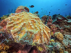Invertebrate Prints: Knobby Cactus Coral (Mycetophyllia aliciae)