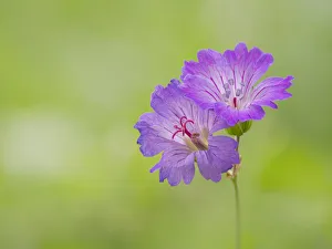 Natura Prints: Knotted crane s-bill, Geranium nodosum, Vobbia, Italy