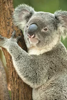 Cute Gallery: Koala (Phascolarctos Cinereous) on Eucalyptus tree; Brisbane, Queensland; Australia