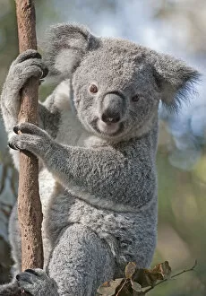 Images Dated 11th July 2013: Koala (Phascolarctos Cinereous) on Eucalyptus tree, Brisbane, Queensland, Australia