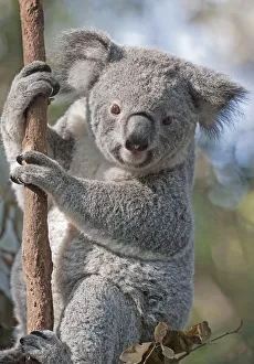 Koala (Phascolarctos Cinereous) on Eucalyptus tree, Brisbane, Queensland, Australia Koala (Phascolarctos Cinereous) on Eucalyptus tree, Brisbane, Queensland, Australia