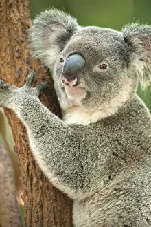 Marsupial Prints: Koala (Phascolarctos Cinereous) on Eucalyptus tree; Brisbane, Queensland; Australia