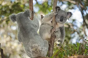 Cute Gallery: Koalas (Phascolarctos Cinereous), Lone Pine Koala Sanctuary, Brisbane, Queensland