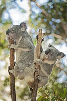 Cute Gallery: Koalas (Phascolarctos Cinereous) climbing, Lone Pine Koala Sanctuary, Brisbane, Queensland
