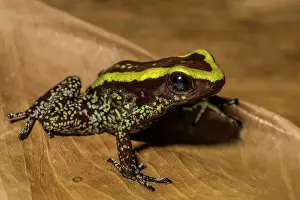 Captive Bred Prints: Kokoe Poison Frog (Phyllobates aurotaenia) - captive bred