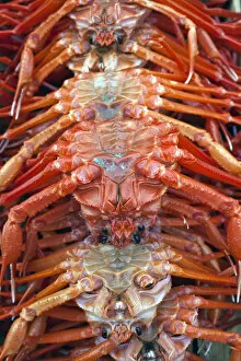Images Dated 24th June 2011: Korea, Gyeongsangnam-do, Busan, Crabs at Jalgalchi fish market