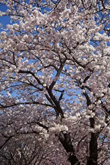 Korea, Seoul, Yeouido, Cherry blossoms on Yunjungo Street behing the National Assembly