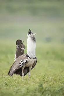 Kori Bustard (Ardeotis kori struthiunculus) Serengeti National Park, Tanzania