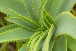 Constantia Prints: Krantz Aloe, Kirstenbosch Botanical Gardens, Cape Town, Western Cape, South Africa