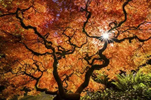 Leaf Prints: Kubota Japanese Garden in Autumn, Seattle, Washington, USA