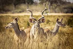 Images Dated 12th October 2017: Kudu Family, Okavango Delta, Botswana