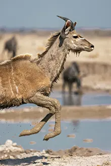 Jumping Prints: Kudu running in a muddy waterhole, Nxai Pan National Park, Botswana