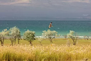 Images Dated 28th November 2022: Kyrgyzstan, Issyk Kul Lake, a bird of prey flies by the turquoise lake