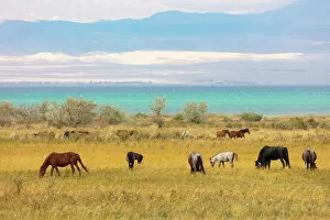 Kyrgyzstan Gallery: Kyrgyzstan, Issyk Kul Lake, horses graze near the lake