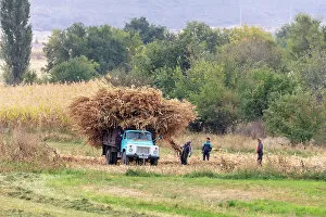 Kyrgyzstan Gallery: Kyrgyzstan, Issyk Kul Lake, men load up a lorry with maize stalks