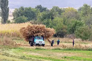 Kyrgyzstan, Issyk Kul Lake, men load up a lorry with maize stalks