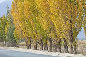 Kyrgyzstan, Issyk Kul Lake, a row of poplar trees in the autumn