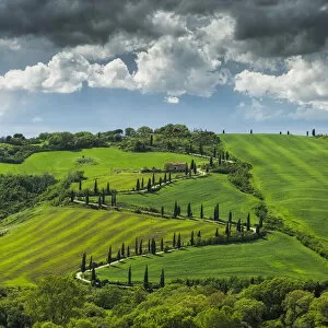 Farmland Collection: La foce winding road lined with Cypress trees, Val d Orcia, Tuscany, Italy